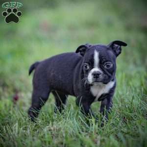 Beauty, Boston Terrier Puppy