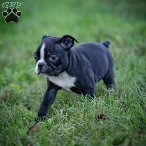 Beauty, Boston Terrier Puppy