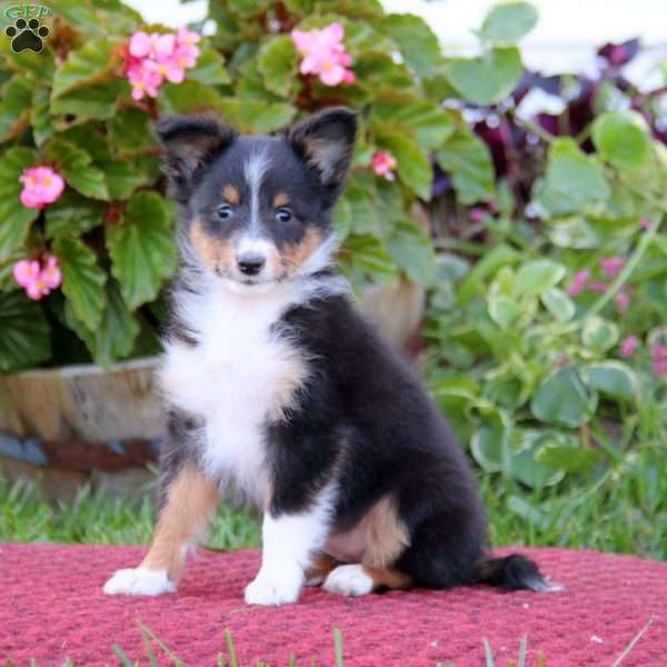 Beauty, Sheltie Puppy