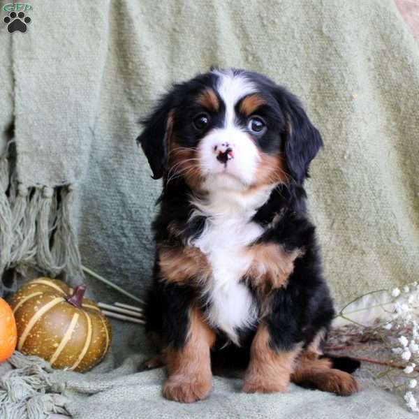 Beauty, Miniature Bernese Mountain Dog Puppy