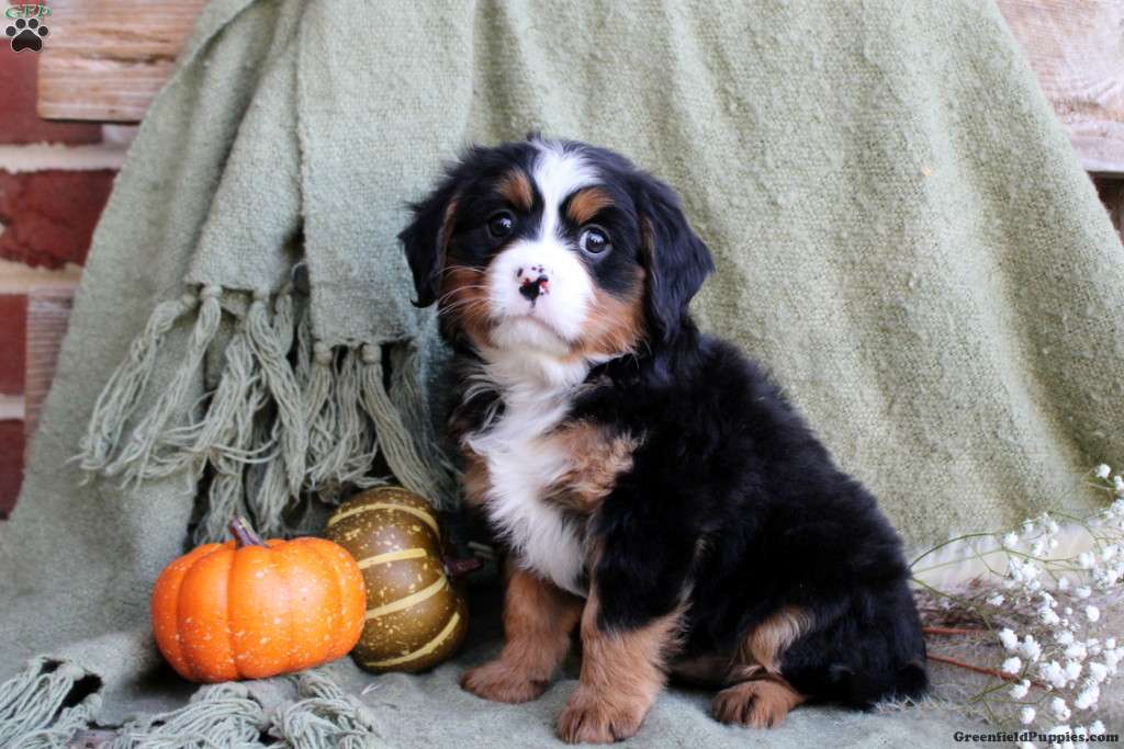 Beauty Miniature Bernese Mountain Dog Puppy For Sale in Pennsylvania