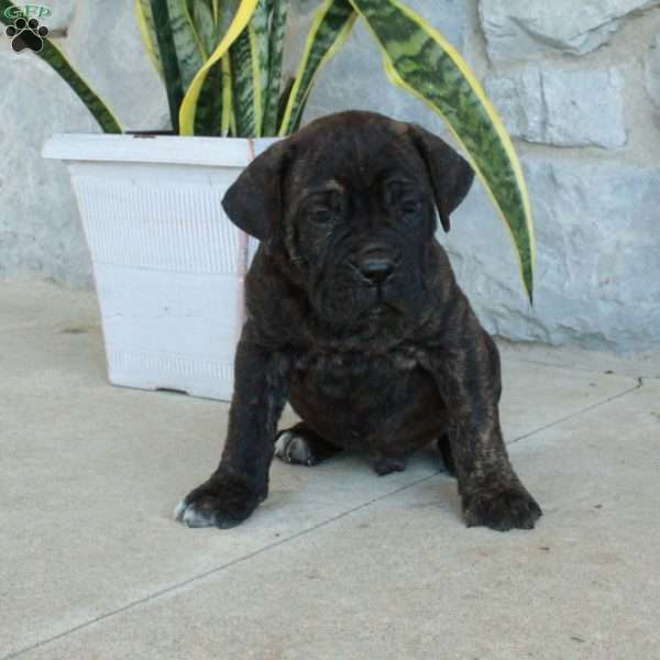 Beaux, Cane Corso Puppy