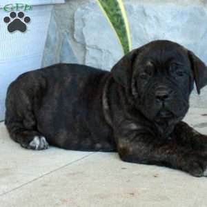 Beaux, Cane Corso Puppy