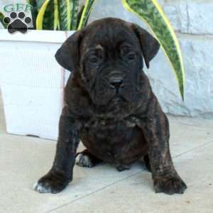 Beaux, Cane Corso Puppy