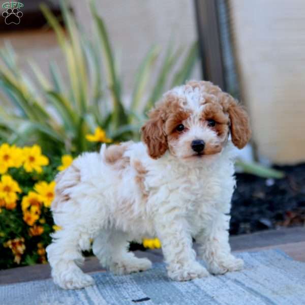 Becky, Toy Poodle Puppy