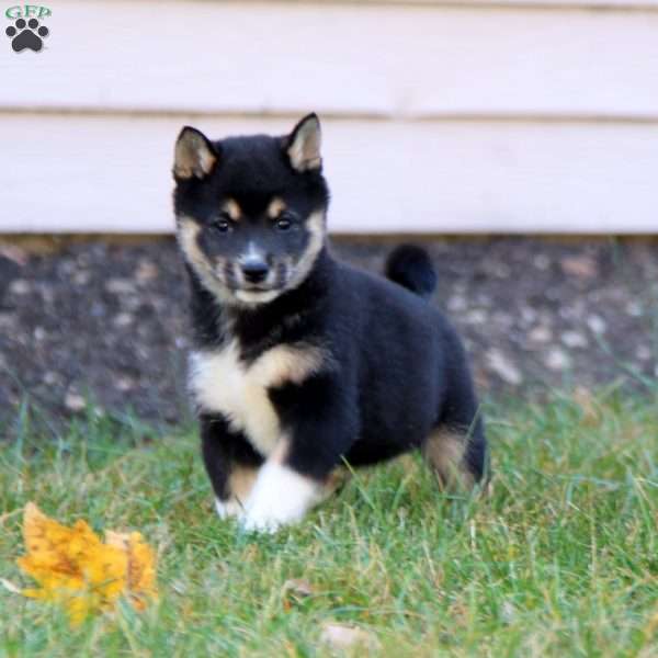 Becky, Shiba Inu Puppy