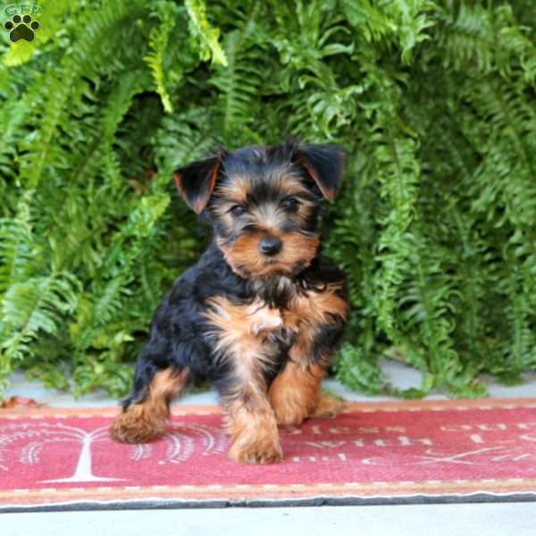 Becky, Yorkie Puppy