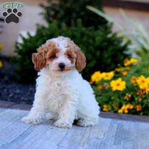 Becky, Toy Poodle Puppy