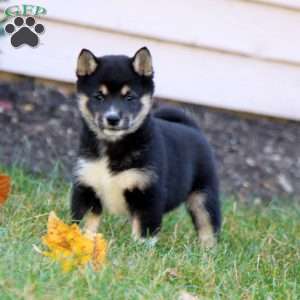 Becky, Shiba Inu Puppy