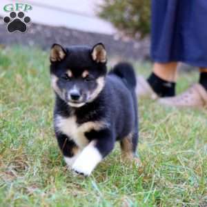 Becky, Shiba Inu Puppy