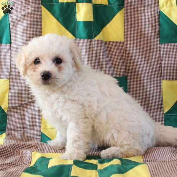 Bella, Bichon Frise Puppy