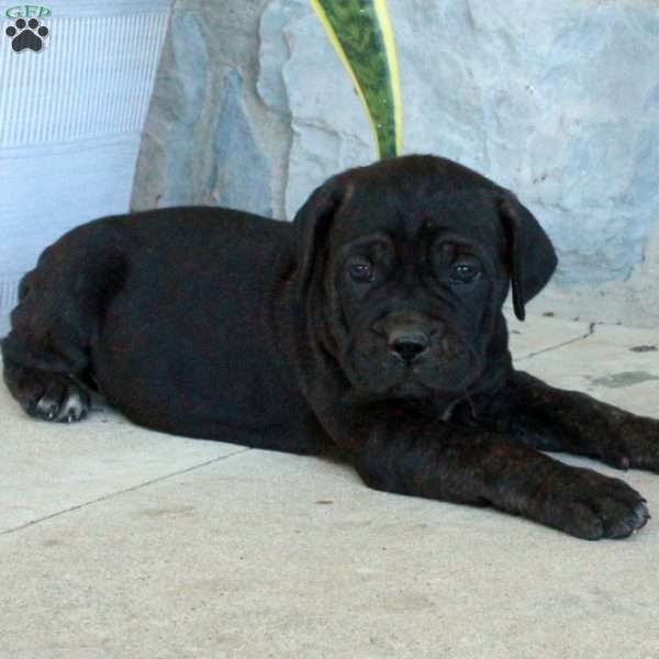 Bella, Cane Corso Puppy