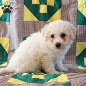 Bella, Bichon Frise Puppy