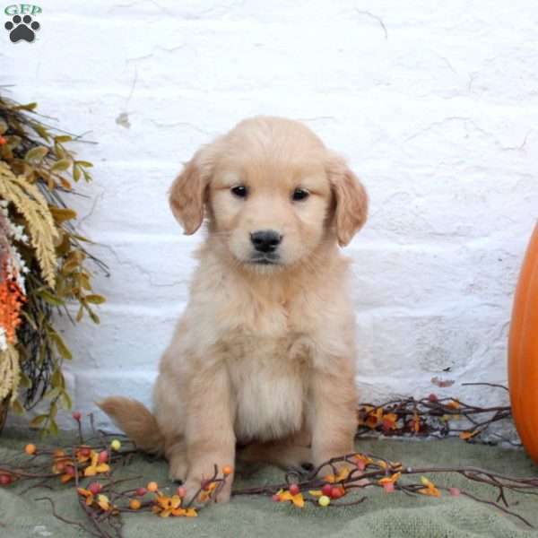 Bella, Golden Retriever Puppy