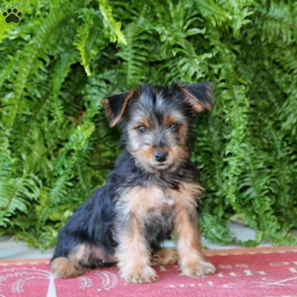 Bella, Yorkie Puppy