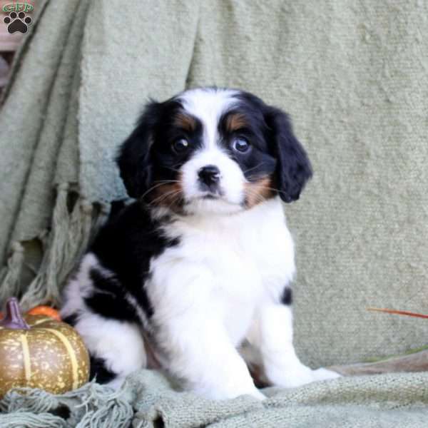 Bella, Miniature Bernese Mountain Dog Puppy