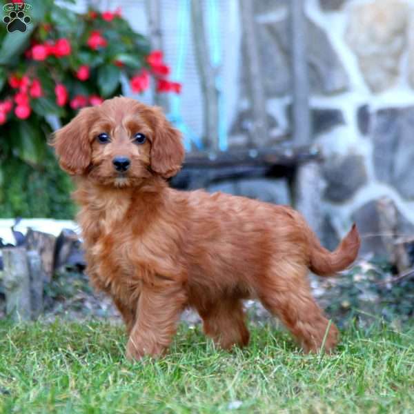 Bella, Mini Labradoodle Puppy