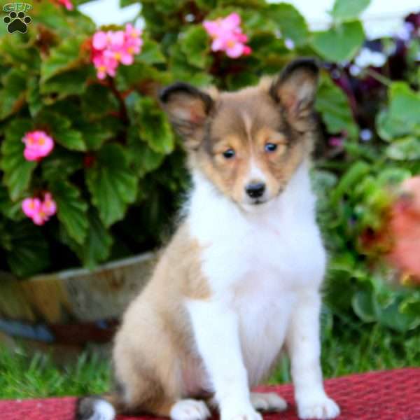 Bella, Sheltie Puppy