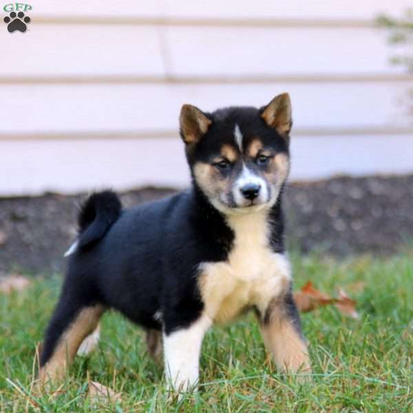 Bella, Shiba Inu Puppy