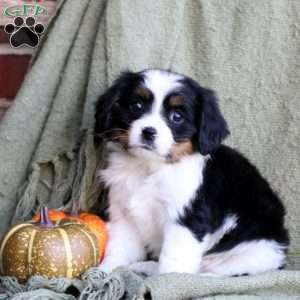 Bella, Miniature Bernese Mountain Dog Puppy