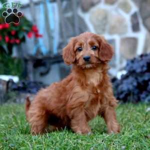 Bella, Mini Labradoodle Puppy