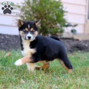 Bella, Shiba Inu Puppy