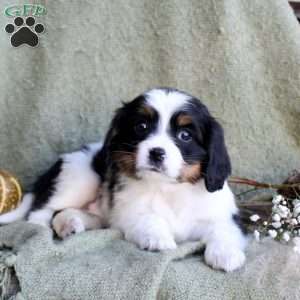 Bella, Miniature Bernese Mountain Dog Puppy