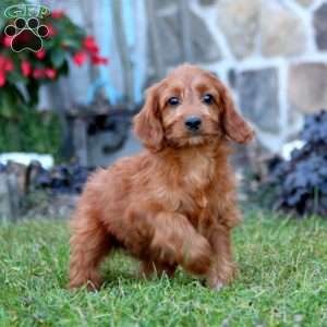 Bella, Mini Labradoodle Puppy