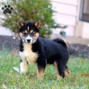 Bella, Shiba Inu Puppy