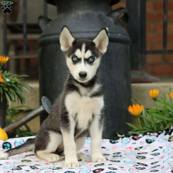 Belle, Siberian Husky Puppy