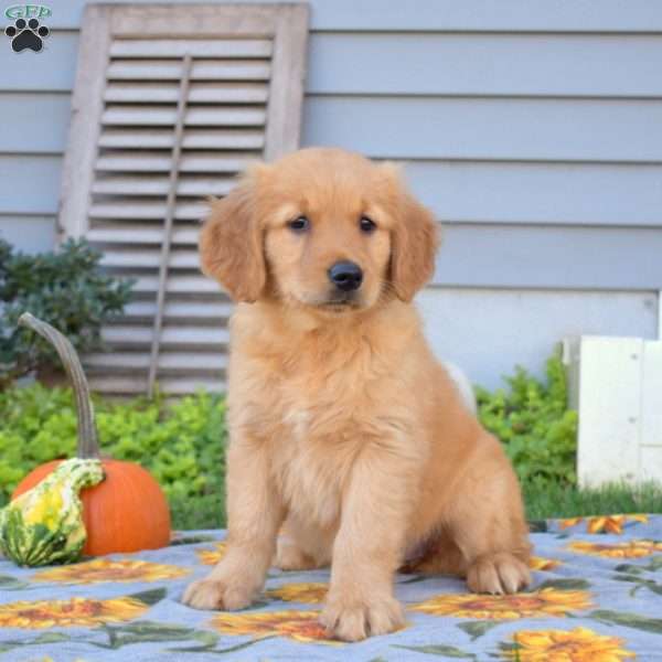 Belle, Golden Retriever Puppy