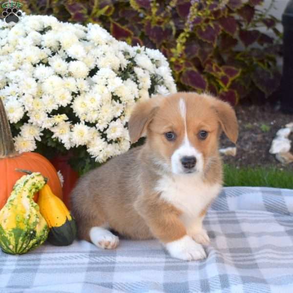 Belle, Pembroke Welsh Corgi Puppy