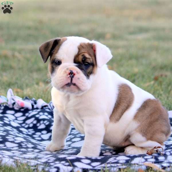 Belle, English Bulldog Puppy