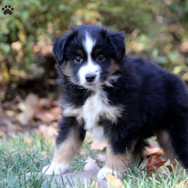 Belle, Miniature Australian Shepherd Puppy