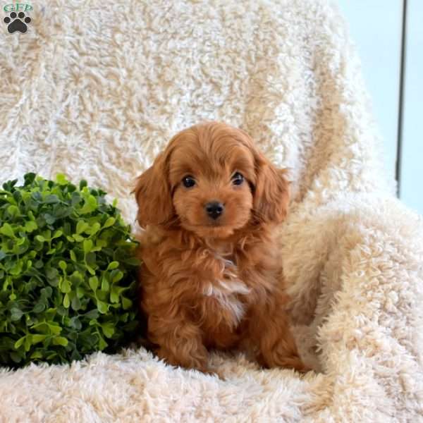 Belle, Cavapoo Puppy