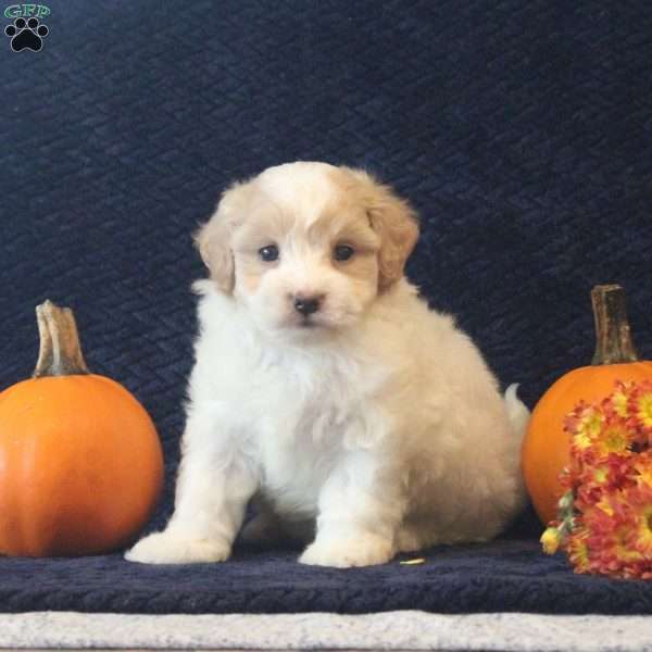 Belle, Maltipoo Puppy