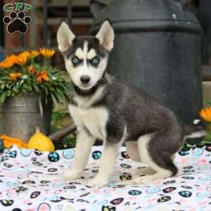 Belle, Siberian Husky Puppy