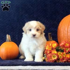 Belle, Maltipoo Puppy