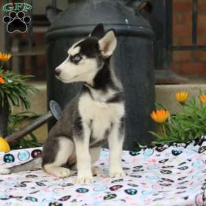 Belle, Siberian Husky Puppy