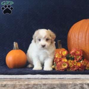 Belle, Maltipoo Puppy