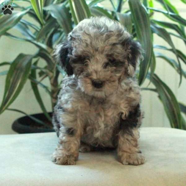 Benji, Miniature Poodle Puppy