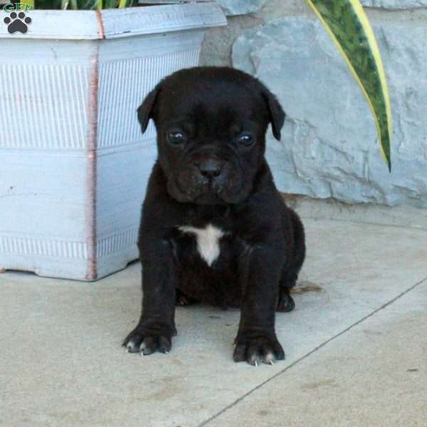 Benji, Cane Corso Puppy