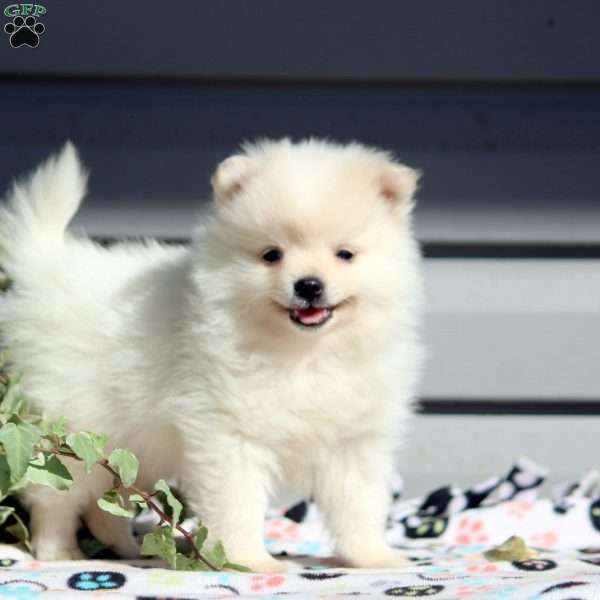 Benji, Pomeranian Puppy