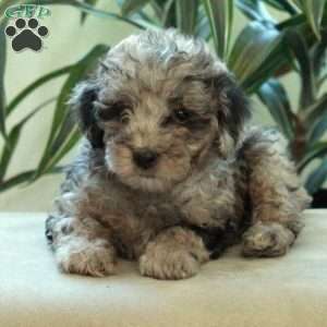 Benji, Miniature Poodle Puppy