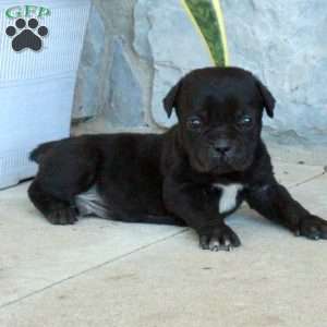 Benji, Cane Corso Puppy