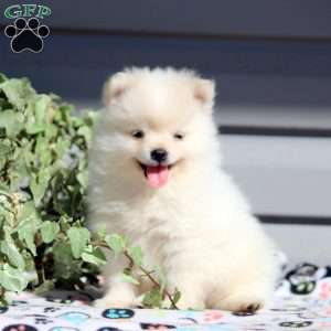 Benji, Pomeranian Puppy