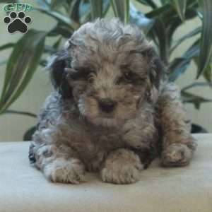 Benji, Miniature Poodle Puppy