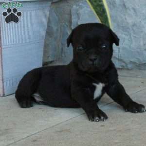 Benji, Cane Corso Puppy