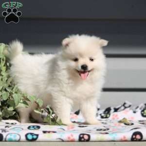 Benji, Pomeranian Puppy