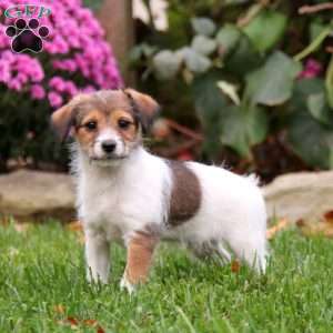 Benji, Fox Terrier Mix Puppy